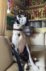 vom Trojangold, hodowla Owczarków Niemieckich Długowłosych