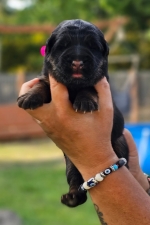 vom Trojangold, hodowla Owczarków Niemieckich Długowłosych