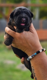 vom Trojangold, hodowla Owczarków Niemieckich Długowłosych