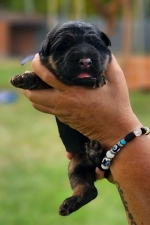 vom Trojangold, hodowla Owczarków Niemieckich Długowłosych