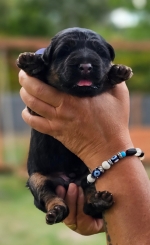 vom Trojangold, hodowla Owczarków Niemieckich Długowłosych