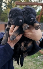 vom Trojangold, hodowla Owczarków Niemieckich Długowłosych