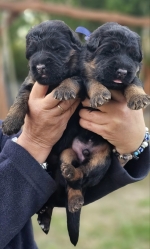 vom Trojangold, hodowla Owczarków Niemieckich Długowłosych