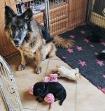 vom Trojangold, hodowla Owczarków Niemieckich Długowłosych