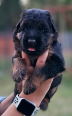 vom Trojangold, hodowla Owczarków Niemieckich Długowłosych