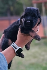 vom Trojangold, hodowla Owczarków Niemieckich Długowłosych