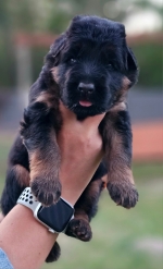 vom Trojangold, hodowla Owczarków Niemieckich Długowłosych