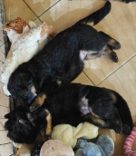 vom Trojangold, hodowla Owczarków Niemieckich Długowłosych