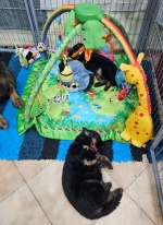 vom Trojangold, hodowla Owczarków Niemieckich Długowłosych