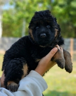 vom Trojangold, hodowla Owczarków Niemieckich Długowłosych