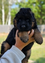 vom Trojangold, hodowla Owczarków Niemieckich Długowłosych