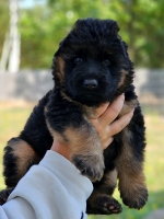 vom Trojangold, hodowla Owczarków Niemieckich Długowłosych