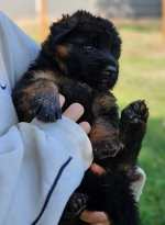 vom Trojangold, hodowla Owczarków Niemieckich Długowłosych