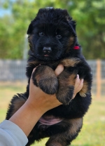 vom Trojangold, hodowla Owczarków Niemieckich Długowłosych