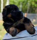 vom Trojangold, hodowla Owczarków Niemieckich Długowłosych