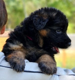 vom Trojangold, hodowla Owczarków Niemieckich Długowłosych