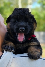 vom Trojangold, hodowla Owczarków Niemieckich Długowłosych