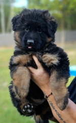 vom Trojangold, hodowla Owczarków Niemieckich Długowłosych