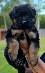 vom Trojangold, hodowla Owczarków Niemieckich Długowłosych