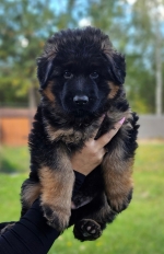 vom Trojangold, hodowla Owczarków Niemieckich Długowłosych