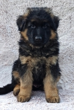 vom Trojangold, hodowla Owczarków Niemieckich Długowłosych