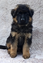 vom Trojangold, hodowla Owczarków Niemieckich Długowłosych