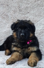 vom Trojangold, hodowla Owczarków Niemieckich Długowłosych