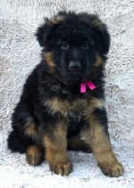 vom Trojangold, hodowla Owczarków Niemieckich Długowłosych