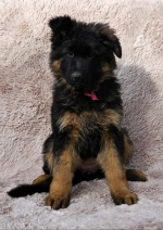 vom Trojangold, hodowla Owczarków Niemieckich Długowłosych