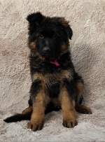 vom Trojangold, hodowla Owczarków Niemieckich Długowłosych