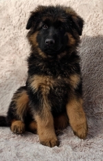 vom Trojangold, hodowla Owczarków Niemieckich Długowłosych