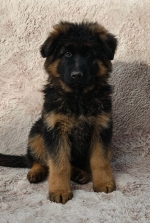 vom Trojangold, hodowla Owczarków Niemieckich Długowłosych