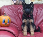 vom Trojangold, hodowla Owczarków Niemieckich Długowłosych