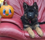 vom Trojangold, hodowla Owczarków Niemieckich Długowłosych