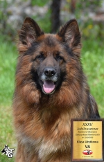 vom Trojangold, hodowla Owczarków Niemieckich Długowłosych