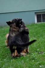 vom Trojangold, hodowla Owczarków Niemieckich Długowłosych