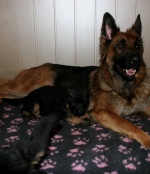 vom Trojangold, hodowla Owczarków Niemieckich Długowłosych