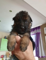 vom Trojangold, hodowla Owczarków Niemieckich Długowłosych