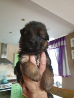 vom Trojangold, hodowla Owczarków Niemieckich Długowłosych