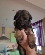 vom Trojangold, hodowla Owczarków Niemieckich Długowłosych