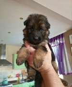 vom Trojangold, hodowla Owczarków Niemieckich Długowłosych