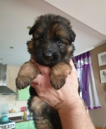 vom Trojangold, hodowla Owczarków Niemieckich Długowłosych