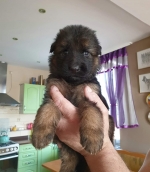 vom Trojangold, hodowla Owczarków Niemieckich Długowłosych