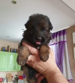 vom Trojangold, hodowla Owczarków Niemieckich Długowłosych