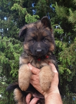 vom Trojangold, hodowla Owczarków Niemieckich Długowłosych