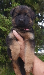 vom Trojangold, hodowla Owczarków Niemieckich Długowłosych