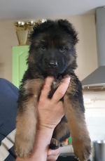 vom Trojangold, hodowla Owczarków Niemieckich Długowłosych