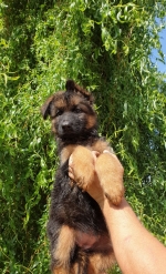 vom Trojangold, hodowla Owczarków Niemieckich Długowłosych