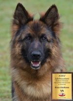 vom Trojangold, hodowla Owczarków Niemieckich Długowłosych