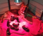 vom Trojangold, hodowla Owczarków Niemieckich Długowłosych